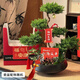 Only you【兩小時(shí)達】五層塔松盆栽青松綠植中秋節松樹(shù)盆景室內植物 松鶴延年【精致造景五層塔松盆景】祝壽送禮推薦
