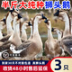 潮汕正宗獅頭鵝活苗特大種獅頭鵝苗汕頭純種獅頭鵝活苗雙下巴包活 每只3兩  3只苗【真獅頭鵝】