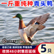二斤青頭鴨活苗正宗大種青頭鴨苗麻鴨苗蛋鴨活苗小鴨苗水鴨苗 0.8-1斤青頭鴨  5只【1公4母】