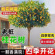 花賽桂花樹(shù)苗大樹(shù)庭院地栽金桂丹桂四季常青原生桂花樹(shù)南北方濃香花卉 四季金黃桂 1公分粗50-70厘米高