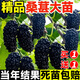 呆果丁桑葚樹(shù)苗嫁接無(wú)籽大十果桑苗當年結果南北方種植臺灣四季長(cháng)果盆栽 黑珍珠5年苗當年結果（買(mǎi)1送1）死苗包賠