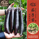 壽禾 蔬菜苗活苗帶土發(fā)貨大全菜苗種苗秋冬各種秧苗山東壽光苗子陽臺(tái) 黑豹長茄子苗 6棵