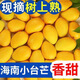 【正宗】海南小臺芒果10斤新鮮當季熱帶水果現貨包郵 【5斤大果】?jì)糁?.5斤（單果90g以上）