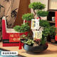 芙洛拉花園【兩小時(shí)達】五層塔松盆栽送導師青松綠植喬遷之喜開(kāi)業(yè)中秋節禮物 桃李滿(mǎn)天下【精致造景雙株塔松盆景】 送老師推薦