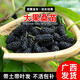 君揚水果桑葚樹苗無籽大十果桑苗嫁接長果桑葚苗南方北方種植地栽盆栽 大果桑一年苗30-40CM高