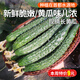 密農(nóng)人家農(nóng)家長黃瓜 綠黃瓜 新鮮蔬菜 黃瓜味濃帶刺青瓜 生吃拌菜黃瓜500g 露天長黃瓜500g