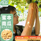 壽禾 蜜本南瓜種子種苗秋季播種蔬菜種籽 濰育細長(cháng)蜜本南瓜種子10粒