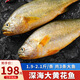 海宏盈 黃花魚(yú)深海大黃魚(yú)海魚(yú)新鮮黃花魚(yú)水餃食材海鮮魚(yú)類(lèi) 1.9斤-2.1斤/條 3條裝
