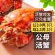 【活蟹】乾澄大閘蟹現(xiàn)貨 公3.0-3.3兩母2.5-2.8兩 6只3對 鮮活螃蟹生鮮海鮮中秋禮盒裝