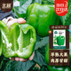 北蔬 甜椒種子種苗不辣青椒燈籠椒盆栽四季蔬菜種籽 綠甜椒種子20粒