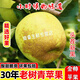桃西村 徐州當季現摘豐縣大沙河青蘋(píng)果金帥孕婦酸甜脆新鮮丑蘋(píng)果水果5斤80mm(含)-85mm(不含)