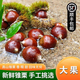 2025新鮮新貨板栗建甌錐栗3斤新鮮生板栗毛栗子油栗圓栗現(xiàn)摘大果R 1斤 1斤 【小果】