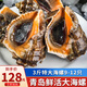 海宏盈【活鮮】 青島大海螺鮮活 1500g 海鮮貝類(lèi)生鮮 特大規格共9-12只 1500g