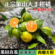 桃西村  象山海島大豐蜜桔產(chǎn)地現摘薄皮香甜多汁孕婦水果新鮮桔子柑橘 3斤 【小果】小個(gè)頭大甜度一口一個(gè)