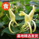 梵花壹木可食用金銀花樹苗濃香花卉盆栽陽臺庭院四季爬藤植物老樁帶花苞【精品】金銀花黃色1公分左右粗不含盆