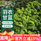 花沃里羽衣甘藍種子100粒/包 蔬菜種子盆栽陽(yáng)臺種菜土四季菜籽陽(yáng)臺庭院