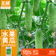 北蔬 水果黃瓜種子苗青瓜夏盆栽菜籽 卓脆濰胖二號水果黃瓜種子100粒