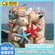 海螺貝殼天然工藝品擺件海星標本飾品魚(yú)缸造景裝飾道具旅游紀念品 一只海星300克天然貝殼海螺+手拎袋