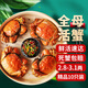 【活蟹】蟹宗大閘蟹鮮活螃蟹河蟹全母2.8-3.1兩10只水產(chǎn)生鮮中秋節(jié)日禮品禮盒源頭直發(fā)