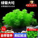 瘋狂水草（FKSC）魚(yú)缸水草真水草凈化底部水草坨草水榕皇冠草趴地矮珍珠直接入缸 綠菊大坨【帶水草泥】