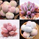 多肉組合盆栽陽(yáng)臺盆栽喜陽(yáng)植物新手福利按圖發(fā)貨品種花卉好養 可愛(ài)嘟嘟四種【不帶盆土】