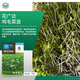 京農(nóng)研芽苗菜種子水培菜小麥草豌豆松柳油葵香椿苗綠豆芽西藍(lán)花苗花生芽 雞毛菜芽苗菜 50克