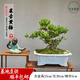 卓美御庭高端黃楊造型盆景老樁真樹(shù)室內外庭院客廳陽(yáng)臺辦公室盆栽中秋禮物 黃楊38號