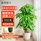 植男植女步步高發(fā)財樹(shù)大棵盆栽客廳落地室內大型綠植物綠植招財樹(shù)源頭直發(fā)