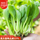 壽禾雞毛菜種子苗小青菜四季家庭蔬菜籽 速翠28雞毛菜種子25g約8000粒