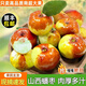 儲褚正宗山西蟠棗 新鮮水果特大果 冬棗脆甜棗 即食脆棗子 順豐快遞 精選老樹(shù)果王2斤單果30-50g