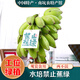桃西村禁止蕉綠 水培禁止焦慮綠植小米蕉工位擺件可食用香蕉辦公室桌面8-9斤【一級帶桿小米蕉 3-4把】