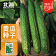 北蔬 黃瓜種子苗老品種夏種密刺綠心蔬菜種籽 瓜滿(mǎn)多大黃瓜種子100粒