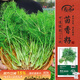 壽禾 割茬小茴香種子種苗秋季蔬菜種籽 濰育系列壽絲割茬茴香種子10g