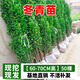 冬青樹(shù)苗法國北海道黃楊四季常青直立籬笆墻庭院圍墻植物耐寒綠籬 冬青樹(shù)苗【60-70cm高】50棵