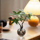 OYKTN恭喜發(fā)財水培植物發(fā)財樹(shù)辦公室內客廳桌面花卉盆栽?xún)艋G植擺件 兩棵奇趣發(fā)財樹(shù)+灰瓶