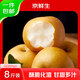 京鮮生 山東萊陽(yáng)秋月梨 凈重8斤 單果300g+ 中秋鮮果 源頭直發(fā)