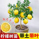 花賽香水檸檬樹(shù)苗盆栽老樁四季結果可食用室內陽(yáng)臺好養活花卉綠植 黃皮黃肉檸檬 3年苗當年結果