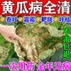 黃瓜病菌清專(zhuān)用藥病毒病病害全清褐斑葉子發(fā)黃霉霜靶斑白粉病肥料 一包【病害全除】?jì)端?0斤