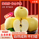 紅雀【京東獨(dú)家】山東維納斯黃金蘋果稀有品種高端禮品水果定制 黃金維納斯【70mm-80mm】 5斤裝【凈重4.5斤】糖心鑒賞裝