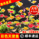 【順豐快速發(fā)貨】4-5CM彩色天使魚(yú) 群游觀(guān)賞魚(yú)淡水活體小型魚(yú)好養 七色(翡翠/藍/紅/黃/粉/綠/紫) 24條+2條備損(七色均勻配)4-5CM大號