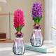 花翁風(fēng)信子種球紅+紫/鉆石瓶2套 帶芽室內盆栽水培綠植物花卉源頭直發(fā)