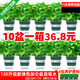 綠有意綠蘿盆栽室內(nèi)植物花卉綠植水培長藤垂吊大葉綠籮新房家用吸除甲醛 120#綠加侖盆吸水盆綠蘿10盆裝+4肥 帶盆帶土發(fā)貨