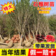 富銘士軟籽石榴樹(shù)樹(shù)苗特大庭院果樹(shù)苗嫁接石榴苗盆栽南北方耐寒當年結果 3公分粗【當年結果】 石榴樹(shù)苗【品種備注】