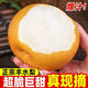 【精選優(yōu)品】現(xiàn)摘山東時(shí)令鮮果秋季月梨豐水梨 爆甜多汁整箱發(fā)貨 5斤果凈重4.5斤 精品裝單果200g+