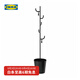 宜家（IKEA）ALGANAS艾佳奈斯衣帽架鞋架臥室落地立式掛衣架衣服架 黑色衣帽架