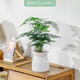 植導引力文竹綠植小盆栽四季常青室內桌面花卉植物 文竹+菱格自吸盆