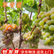 聽(tīng)雪樓寒香蜜葡萄苗南北方庭院地栽特大爬藤果樹(shù)苗盆栽嫁接無(wú)核當年結果 寒香蜜葡萄苗 3年苗【隔年結果】1棵
