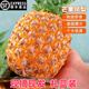 順豐海南芒果鳳梨新鮮水果鳳梨金鉆樹(shù)上熟斤佳農菠蘿整箱甜禮盒裝 5斤 中果