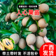 君揚人心果樹(shù)苗四季軟枝 大果嫁接苗 陽(yáng)臺庭院盆栽種帶土帶葉廣西發(fā)人心果扦插三年苗（當年結果）