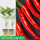 壽禾辣椒苗子大全小米椒秋冬季蔬菜苗壽光秧苗帶土盆栽陽(yáng)臺菜苗子 赤焰（單生）朝天椒苗6棵